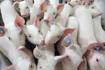 Tierquälerei in Schweinezucht-Stern TV berichtet-Staatsanwaltschaft ermittelt