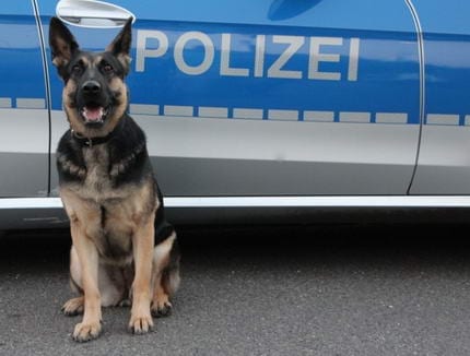 Diensthund Polizei