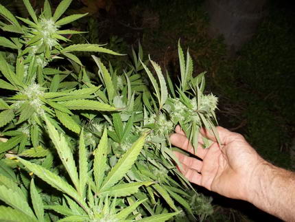 Drogen in Belm - Marihuana und Amphetamin