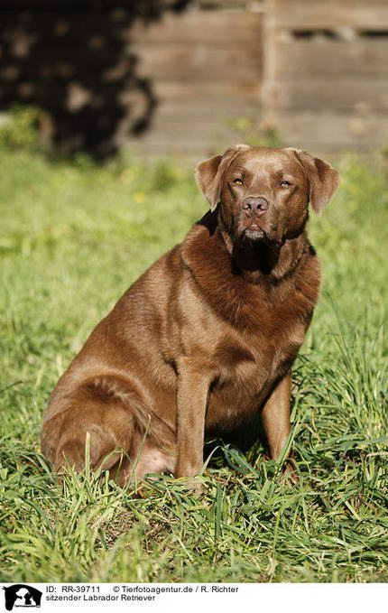Richtige Ernährung für Haustiere - zu fetter Labrador Retriever