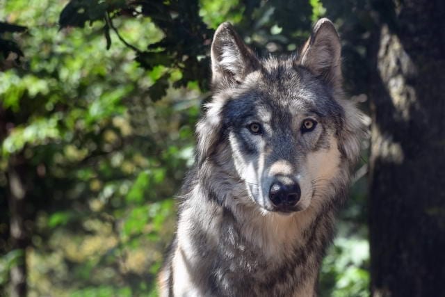 Aufnahme des Wolfs ins Jagdrecht nicht akzeptabel