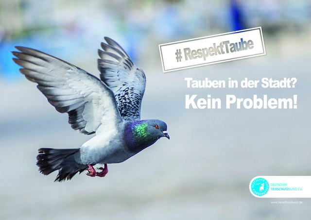 Deutscher Tierschutzbund wirbt mit einer neuen Kampagne für die Stadttaube